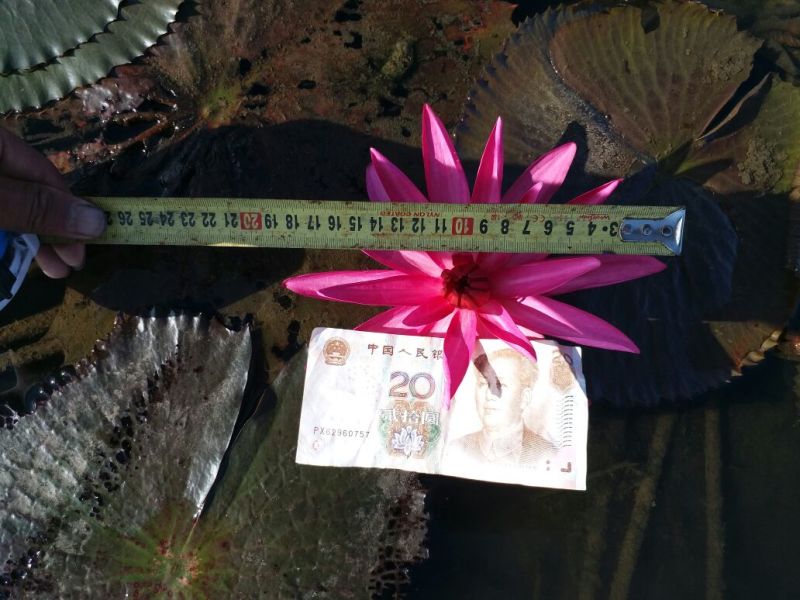 睡莲印度红，颜色大红，观赏性强，产地直销，货真价值