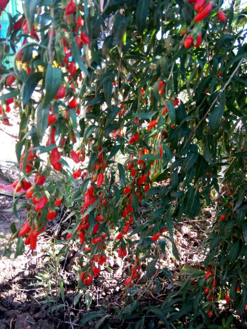 红枸杞干货二茬