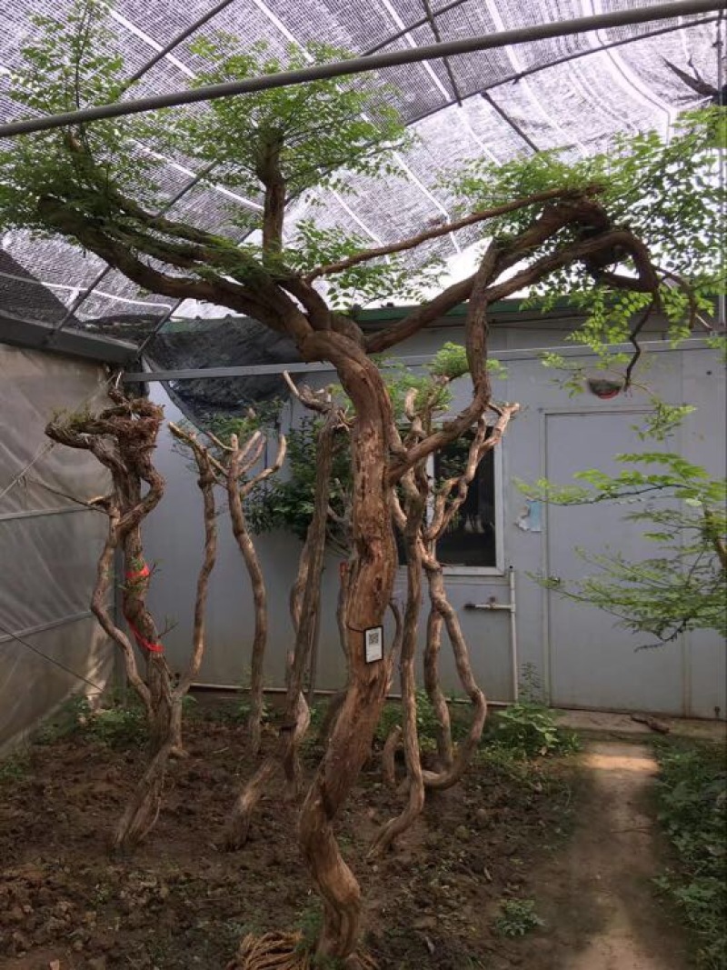 藤本苗木凌霄花苗美国凌霄绿化工程用苗耐寒好活红花
