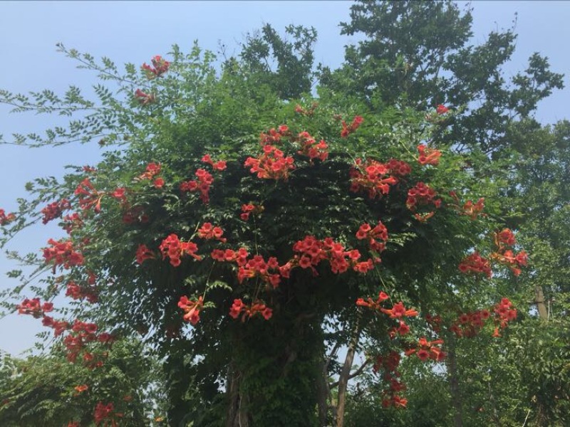 藤本苗木凌霄花苗美国凌霄绿化工程用苗耐寒好活红花