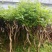 藤本苗木凌霄花苗美国凌霄绿化工程用苗耐寒好活红花