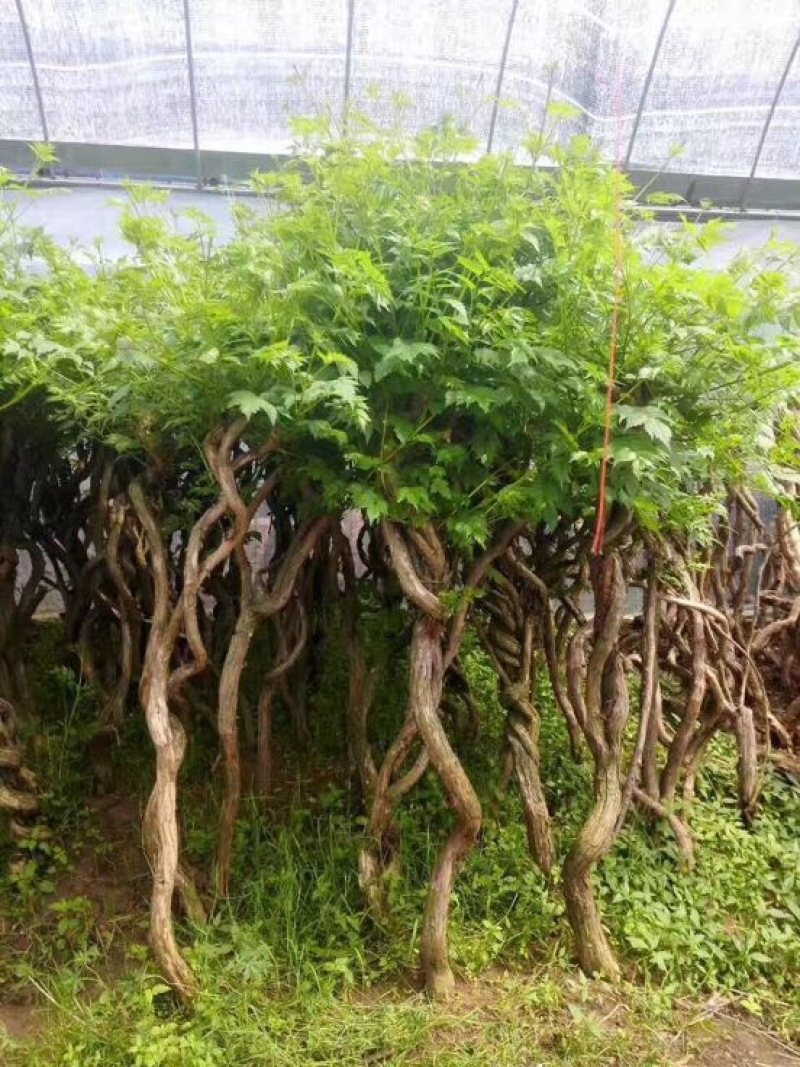 藤本苗木凌霄花苗美国凌霄绿化工程用苗耐寒好活红花