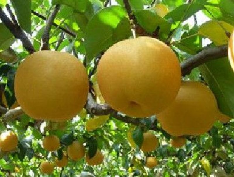 【丰水梨/黄金梨/皇冠梨/圆黄梨】产地直销山东基地批发