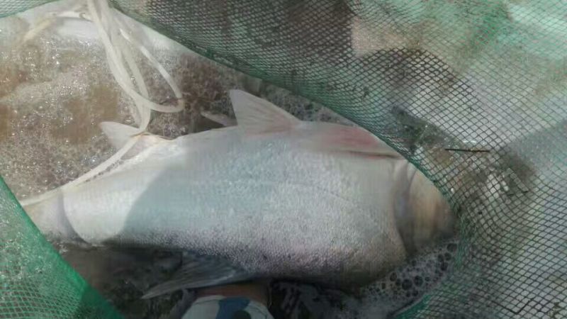 河鲤鱼食用2~3公斤