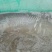 河鲤鱼食用2~3公斤