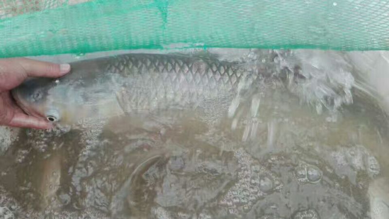 河鲤鱼食用2~3公斤