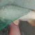 河鲤鱼食用2~3公斤