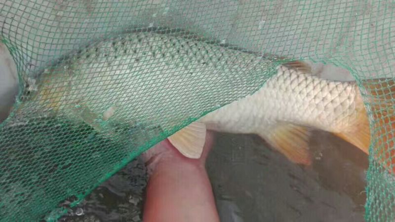 河鲤鱼食用2~3公斤