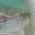 河鲤鱼食用2~3公斤