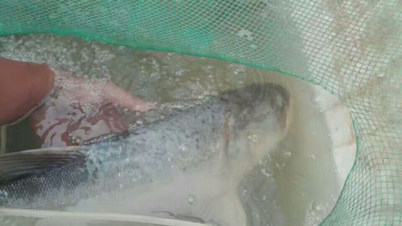 河鲤鱼食用2~3公斤