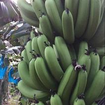 巴西香蕉七成熟
