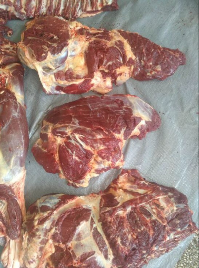 马肉蒙古国草地马肉精修剔骨四分体五分体质量保证