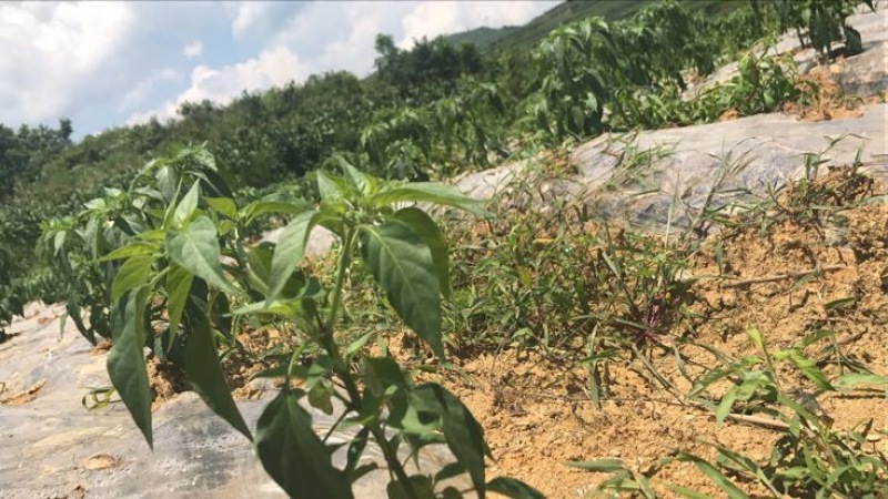 线椒15~20厘米青中辣