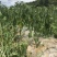 线椒15~20厘米青中辣