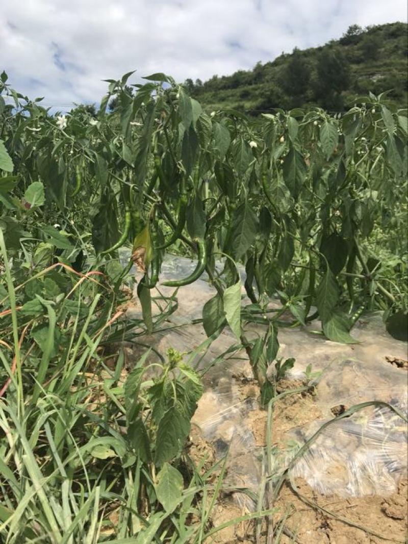 线椒15~20厘米青中辣