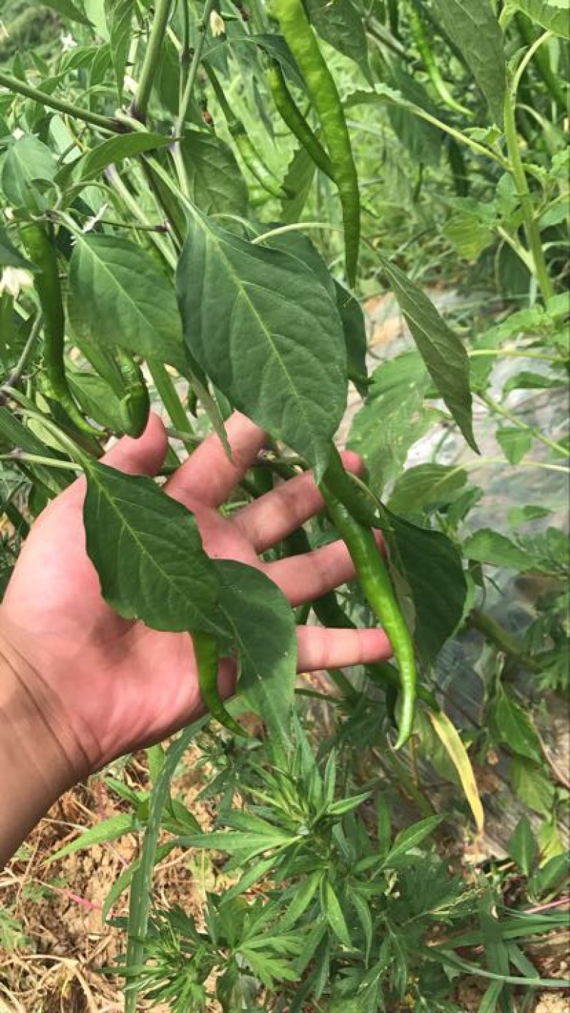 线椒15~20厘米青中辣