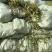 花叶络石1cm以下1米以下