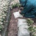 花叶络石1cm以下1米以下