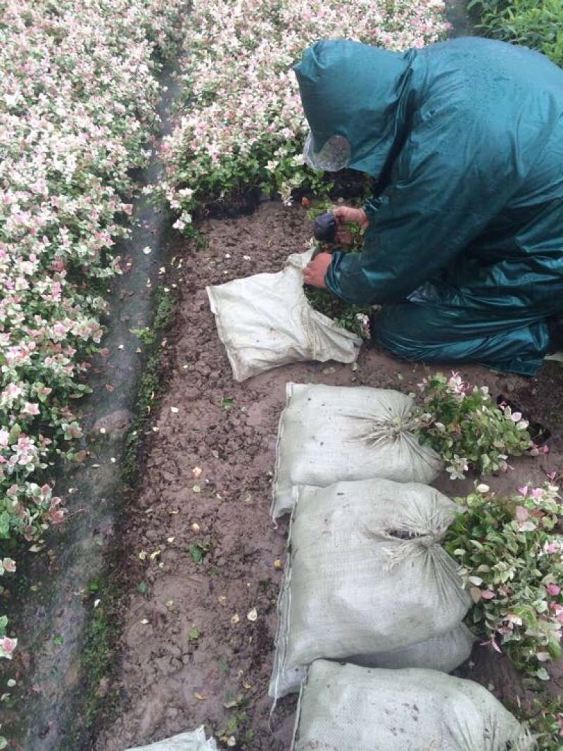 花叶络石1cm以下1米以下