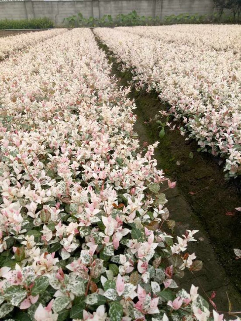 花叶络石1cm以下1米以下