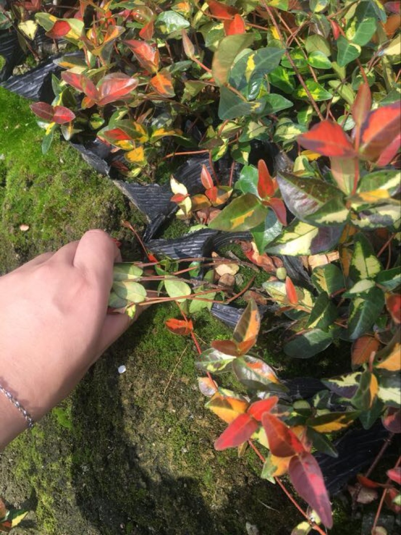 花叶络石1cm以下1米以下