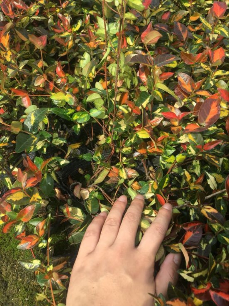 美人蕉1.5~2米