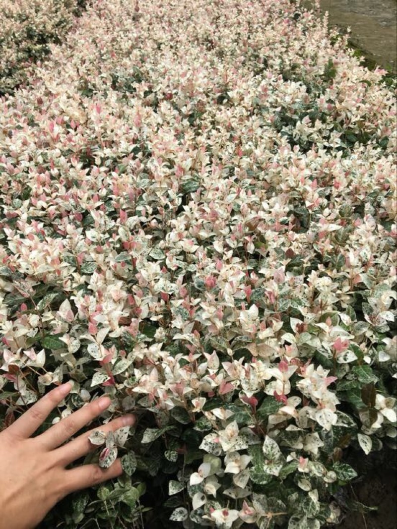 美人蕉1.5~2米