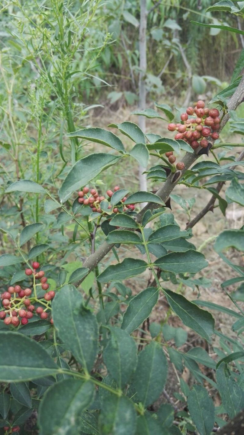 花椒苗大红袍花椒苗，基地直销，包邮包售后