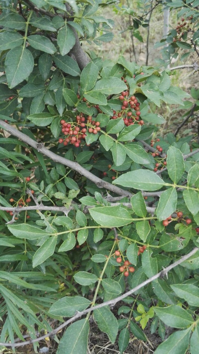 花椒苗大红袍花椒苗，基地直销，包邮包售后