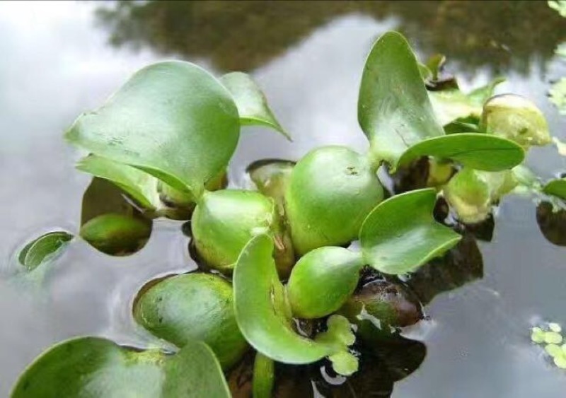 凤眼蓝水葫芦水生植物养鱼