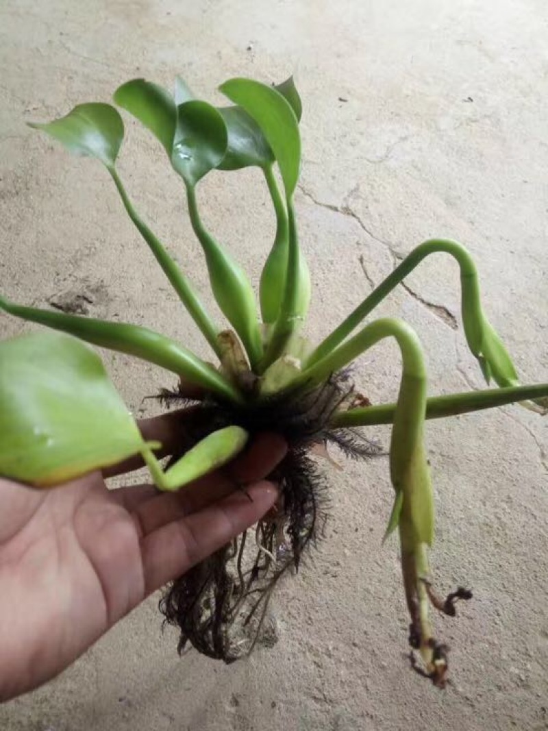 凤眼蓝水葫芦水生植物养鱼