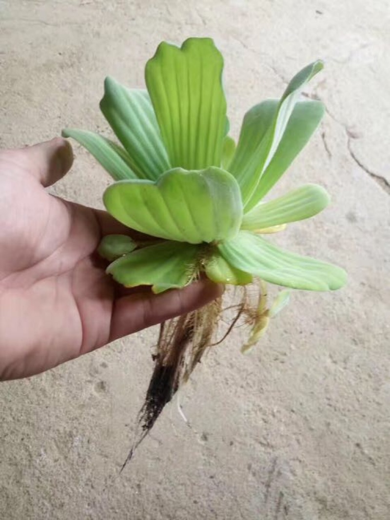 凤眼蓝水葫芦水生植物养鱼