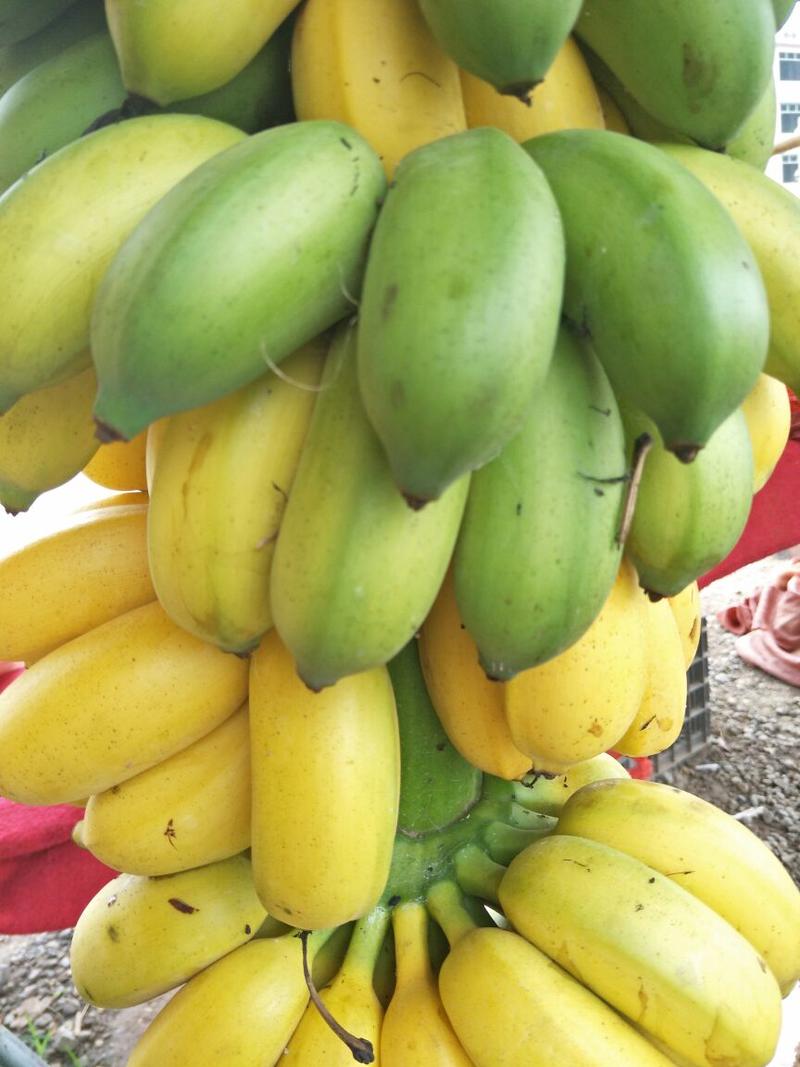 广西矮香蕉八成熟