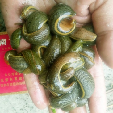 宽体金线蛭幼苗