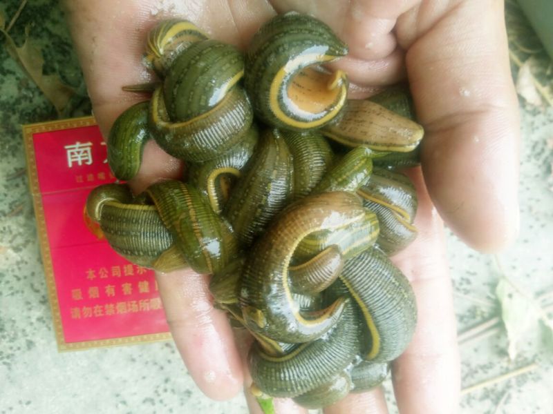 宽体金线蛭幼苗