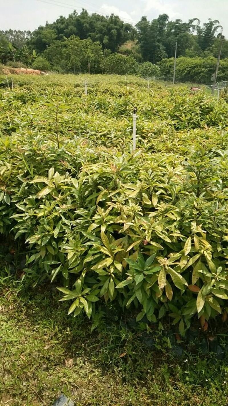 木荷2cm以下0.5m以下