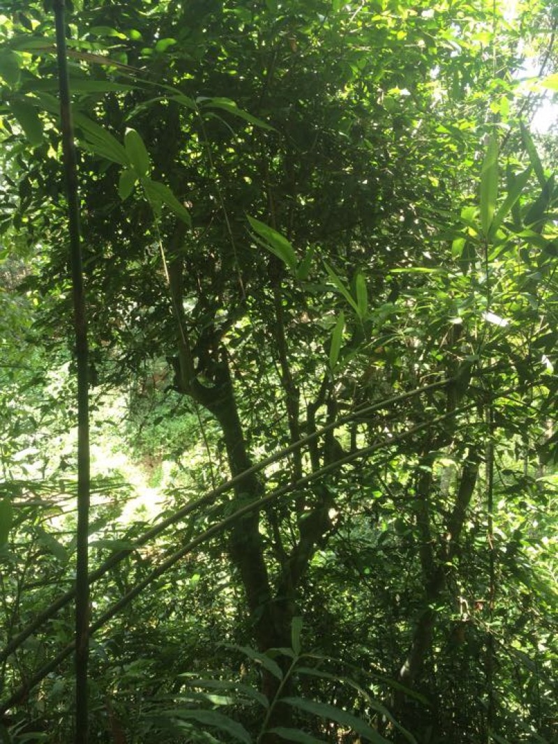 普洱茶一级