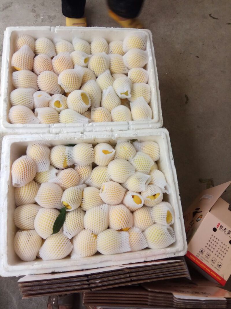 锦绣黄桃3~4两