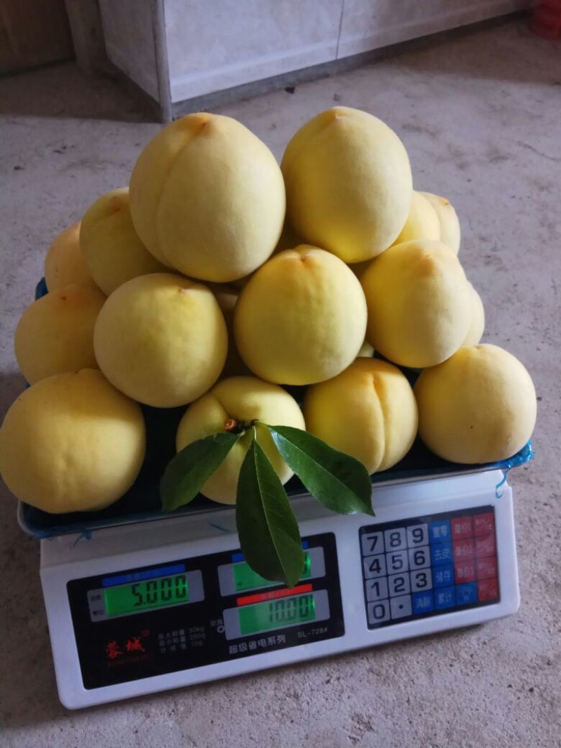 锦绣黄桃3~4两
