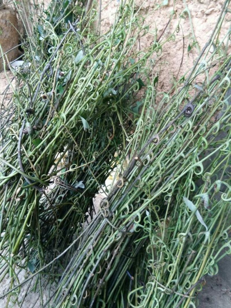 钩藤苗野生挖取种植成活高