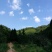 钩藤苗野生挖取种植成活高