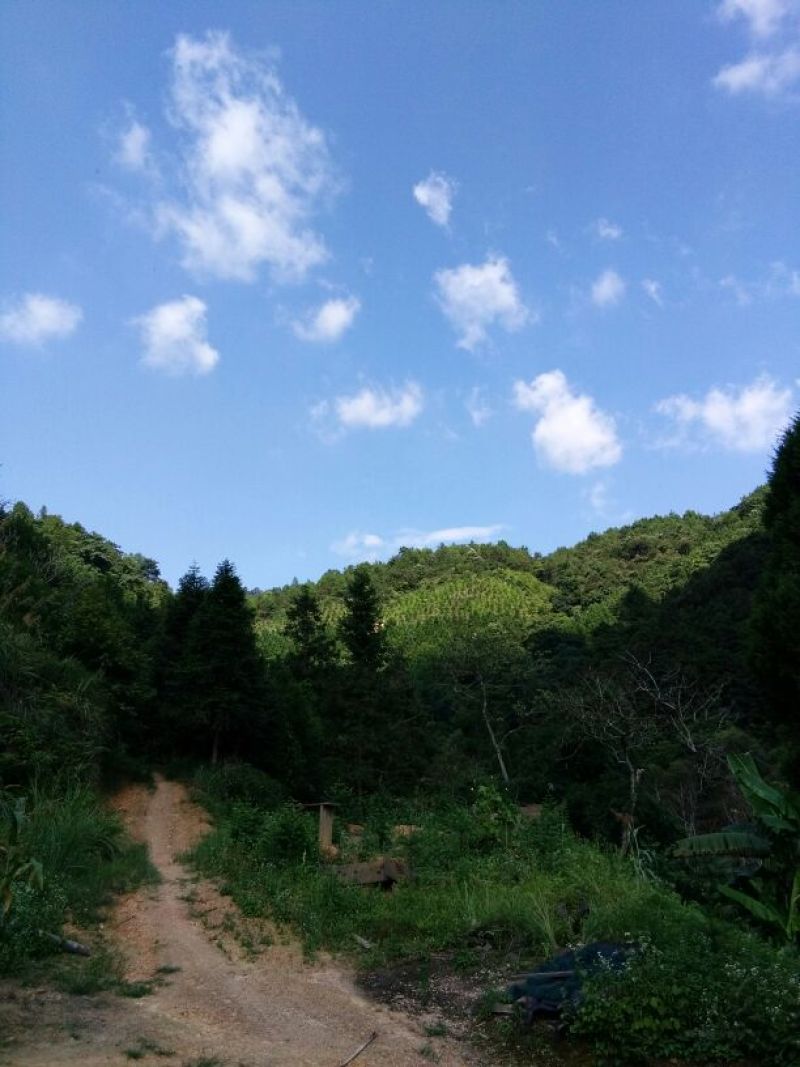 钩藤苗野生挖取种植成活高