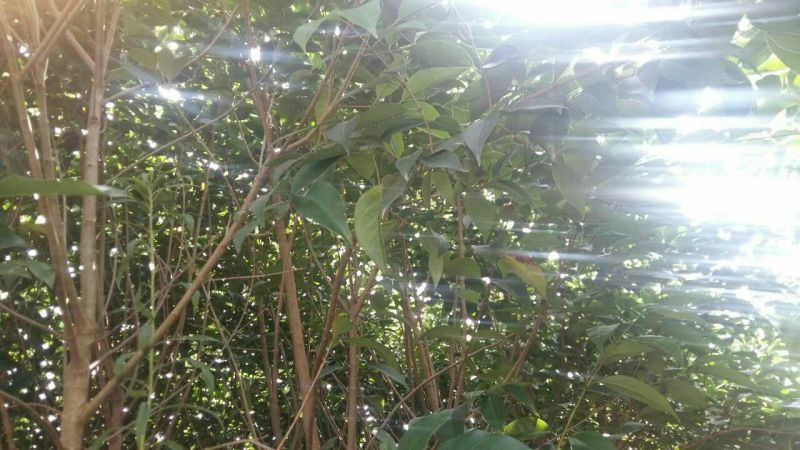 大叶女贞4cm以下