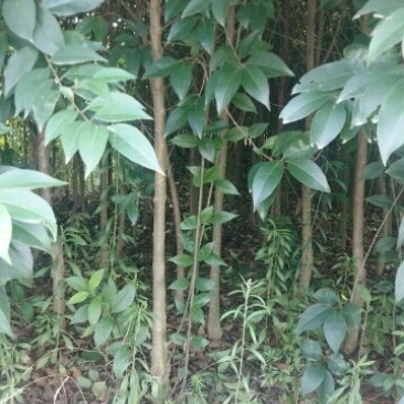 大叶女贞4cm以下