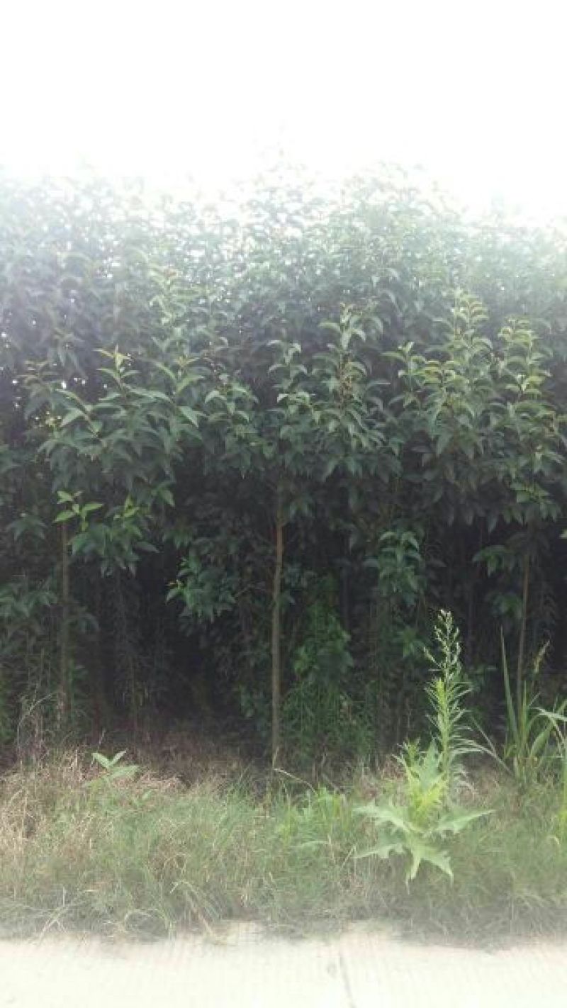 大叶女贞4cm以下