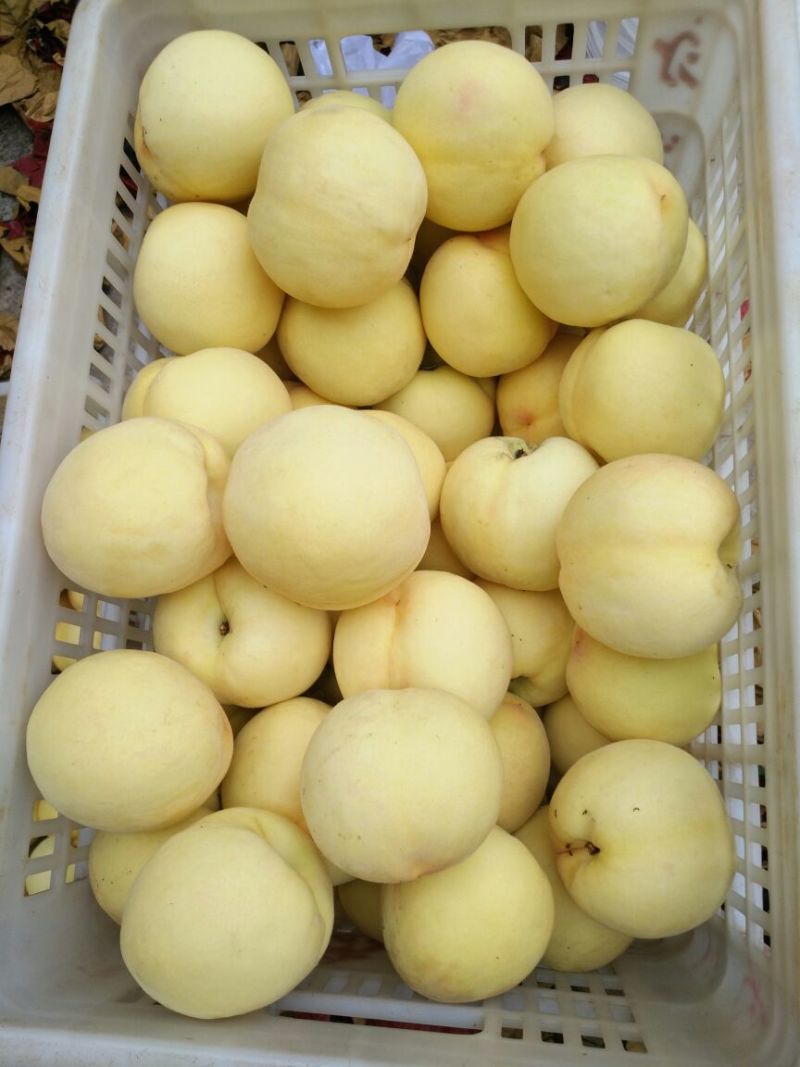 早生桃60mm以上