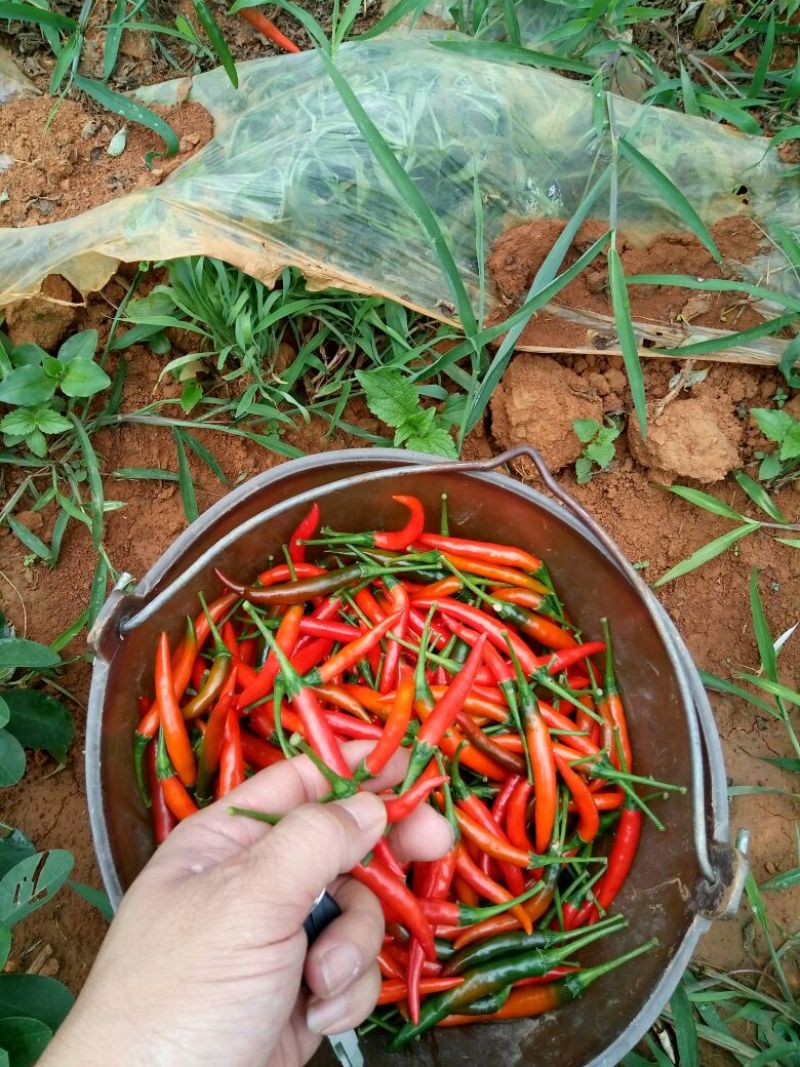 朝天椒2-8厘米红特辣