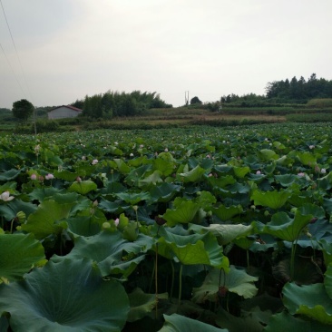莲子壳