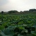 莲子壳