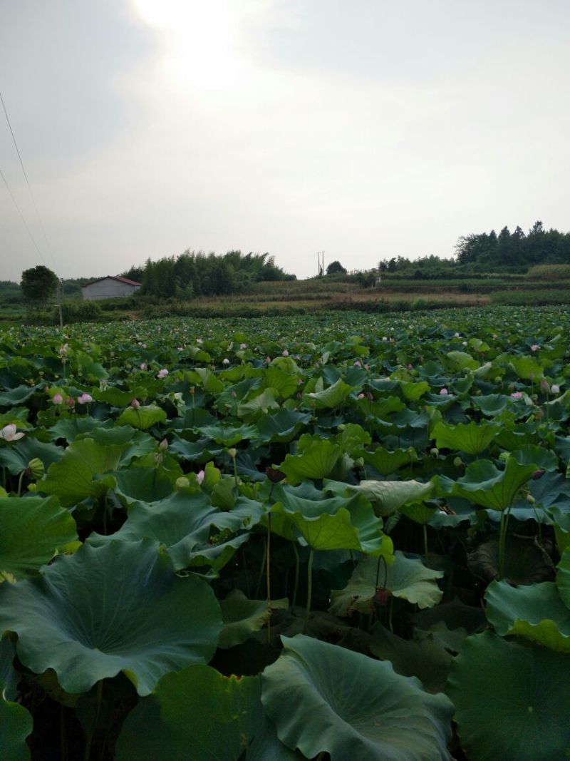 莲子壳